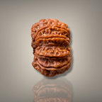 8 MUKHI RUDRAKSHA - PREMIUM