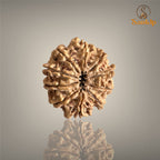10 MUKHI RUDRAKSHA (BIG)- NEPALI BEAD