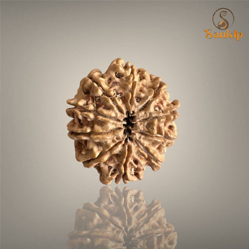 10 MUKHI RUDRAKSHA (BIG)- NEPALI BEAD