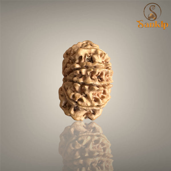 10 MUKHI RUDRAKSHA (BIG)- NEPALI BEAD