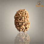 10 MUKHI RUDRAKSHA (BIG)- NEPALI BEAD