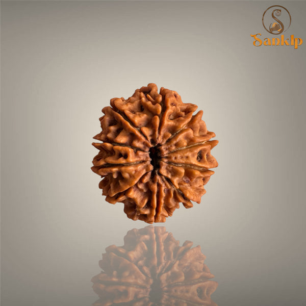 10 MUKHI RUDRAKSHA (MEDIUM)- NEPALI BEAD