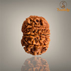 10 MUKHI RUDRAKSHA (MEDIUM)- NEPALI BEAD