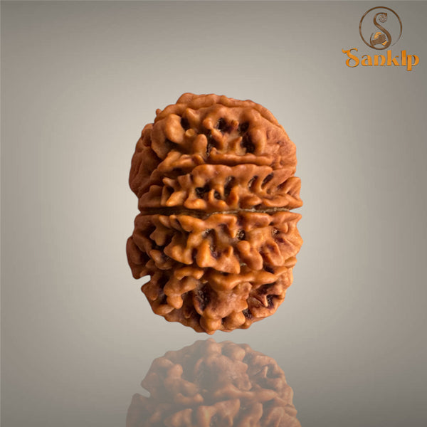 10 MUKHI RUDRAKSHA (MEDIUM)- NEPALI BEAD