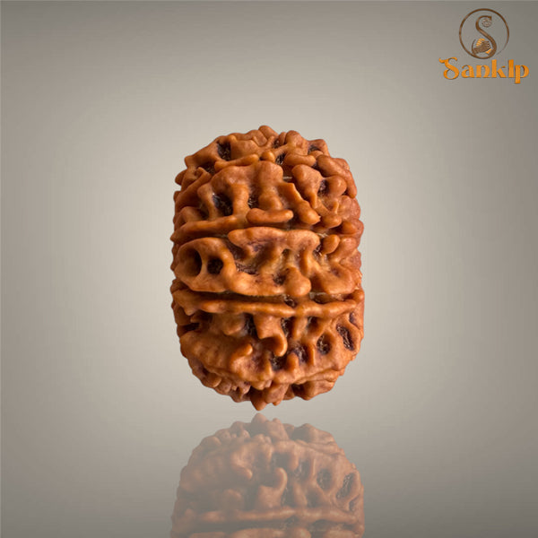 10 MUKHI RUDRAKSHA (MEDIUM)- NEPALI BEAD