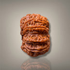 10 MUKHI RUDRAKSHA - PREMIUM