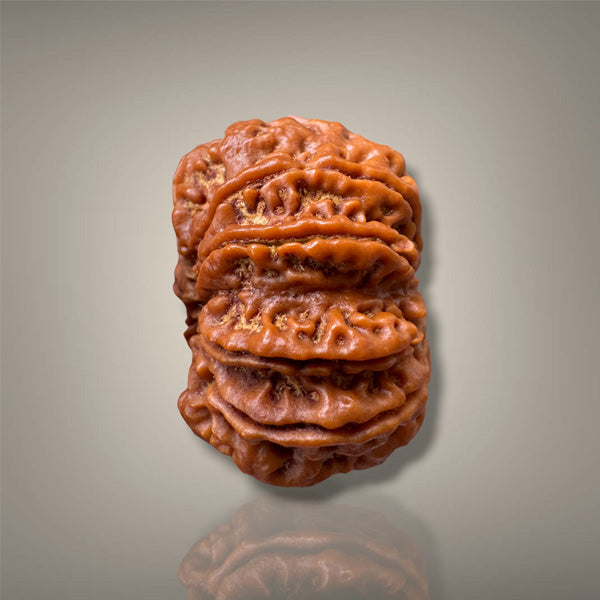 10 MUKHI RUDRAKSHA - PREMIUM