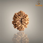 10 MUKHI RUDRAKSHA (SMALL)- NEPALI BEAD