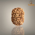10 MUKHI RUDRAKSHA (SMALL)- NEPALI BEAD
