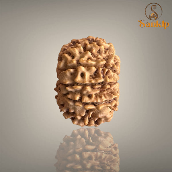 10 MUKHI RUDRAKSHA (SMALL)- NEPALI BEAD