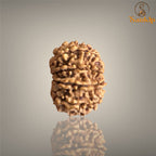 10 MUKHI RUDRAKSHA (SMALL)- NEPALI BEAD