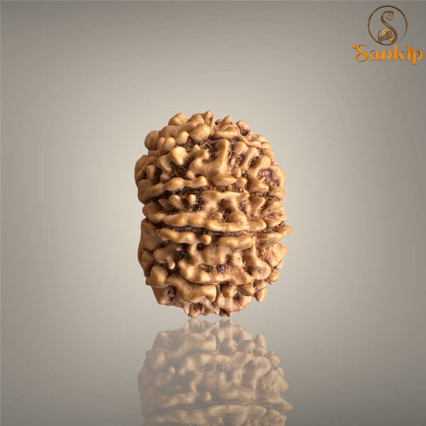 10 MUKHI RUDRAKSHA (SMALL)- NEPALI BEAD