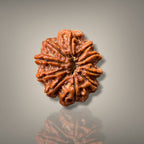 10 MUKHI RUDRAKSHA - PREMIUM
