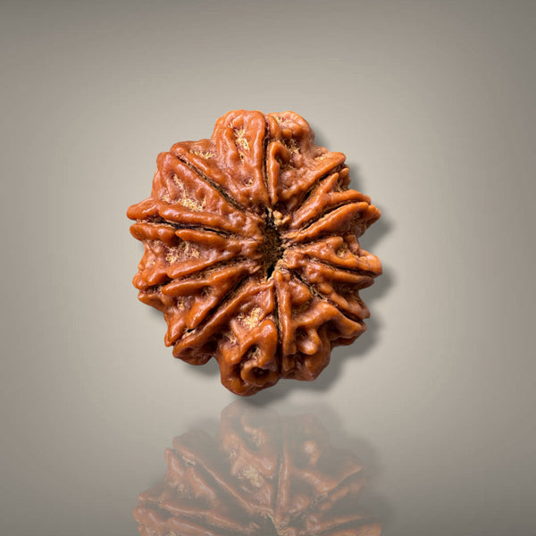 10 MUKHI RUDRAKSHA - PREMIUM