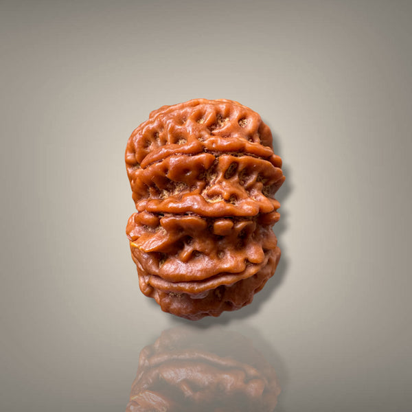 10 MUKHI RUDRAKSHA - PREMIUM