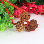 "Premium Shiv Parivar Rudraksha Kavach with original 6 Mukhi Rudraksha, Gaurishankar Rudraksha, and Ganesh Rudraksha, crafted with spiritual significance and traditional elegance."
