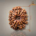 11 MUKHI RUDRAKSHA - PREMIUM