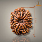 11 MUKHI RUDRAKSHA - PREMIUM
