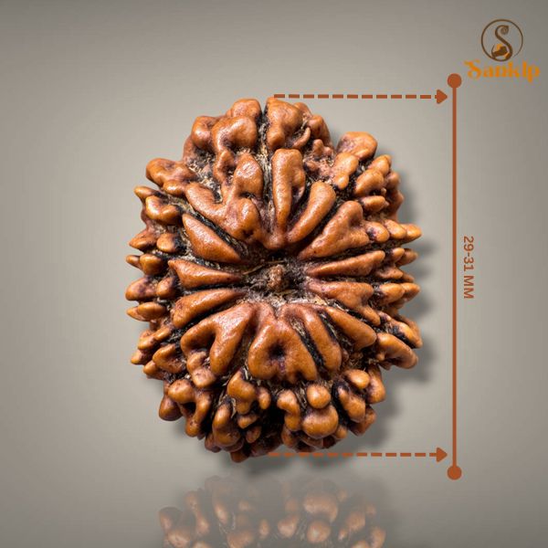 11 MUKHI RUDRAKSHA - PREMIUM