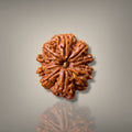 10 MUKHI RUDRAKSHA - PREMIUM