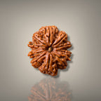 10 MUKHI RUDRAKSHA - PREMIUM