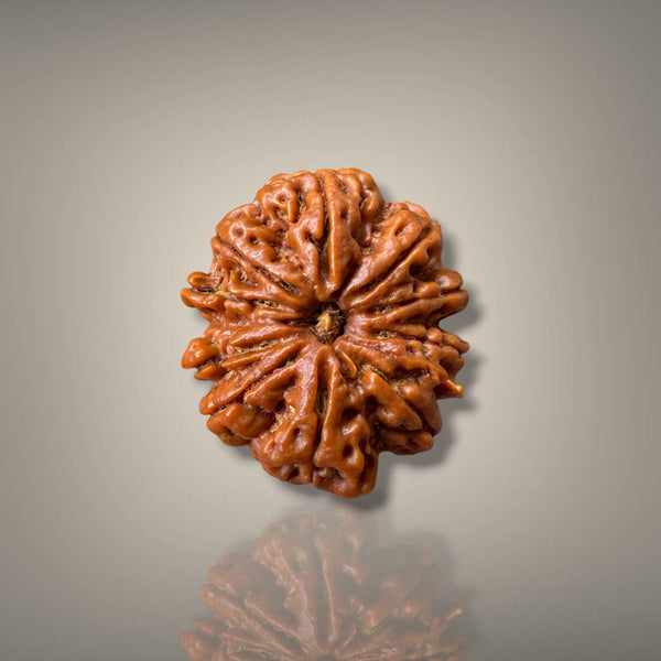 10 MUKHI RUDRAKSHA - PREMIUM