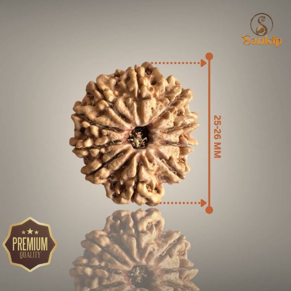 10 MUKHI RUDRAKSHA (BIG)- NEPALI BEAD