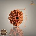 10 MUKHI RUDRAKSHA (MEDIUM)- NEPALI BEAD