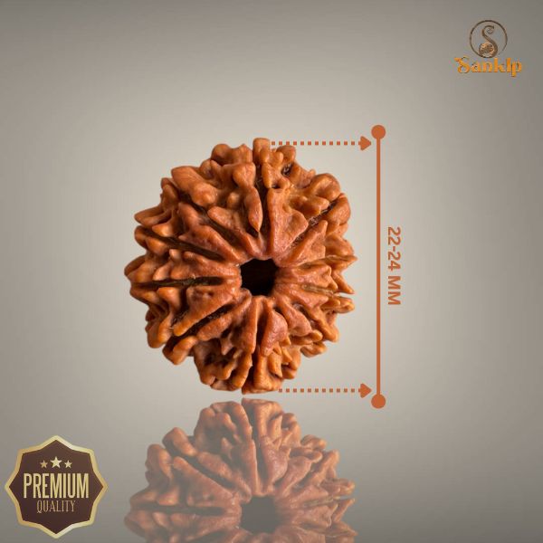 10 MUKHI RUDRAKSHA (MEDIUM)- NEPALI BEAD