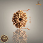 10 MUKHI RUDRAKSHA (SMALL)- NEPALI BEAD