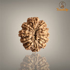 11 MUKHI RUDRAKSHA (BIG)- NEPALI BEAD