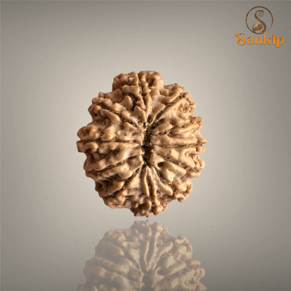 11 MUKHI RUDRAKSHA (BIG)- NEPALI BEAD