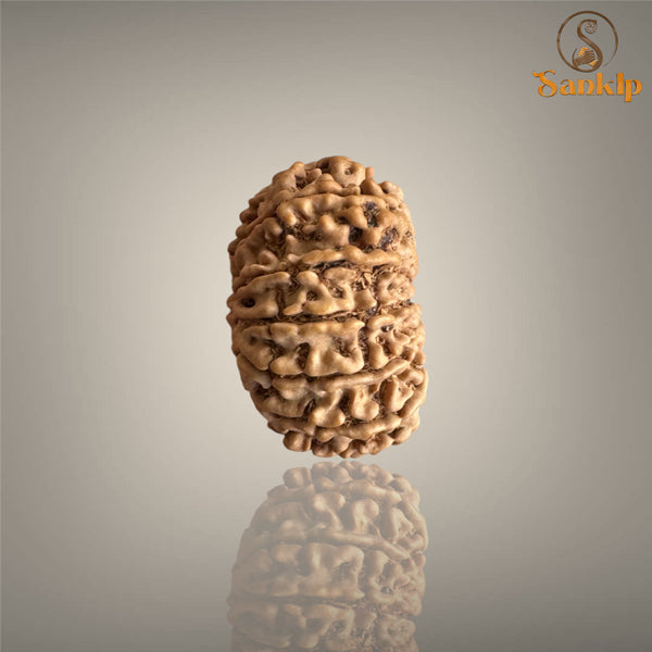 11 MUKHI RUDRAKSHA (BIG)- NEPALI BEAD