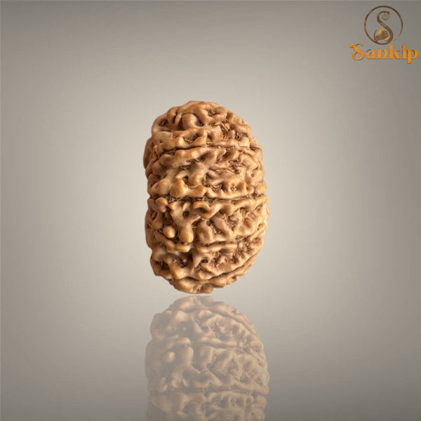 11 MUKHI RUDRAKSHA (BIG)- NEPALI BEAD