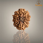 11 MUKHI RUDRAKSHA (SMALL)- NEPALI BEAD