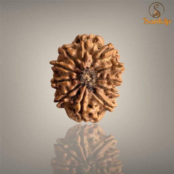 11 MUKHI RUDRAKSHA (SMALL)- NEPALI BEAD