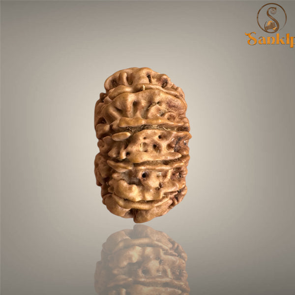 11 MUKHI RUDRAKSHA (SMALL)- NEPALI BEAD