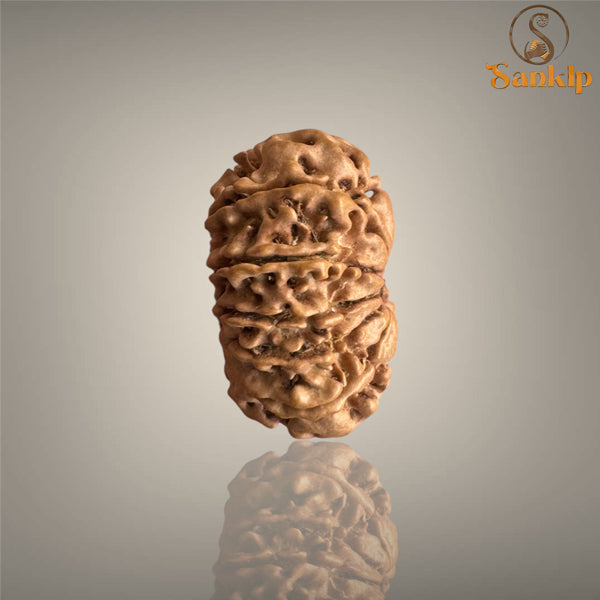 11 MUKHI RUDRAKSHA (SMALL)- NEPALI BEAD
