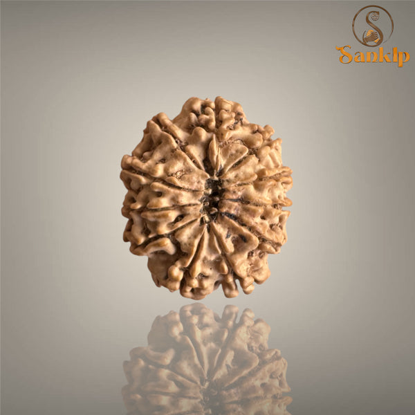 11 MUKHI RUDRAKSHA (MEDIUM)- NEPALI BEAD
