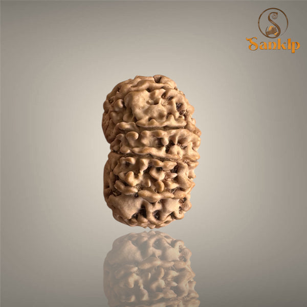 11 MUKHI RUDRAKSHA (MEDIUM)- NEPALI BEAD