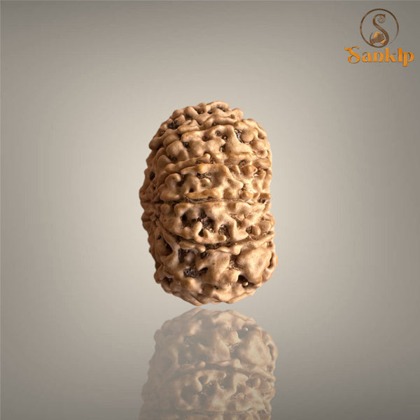 11 MUKHI RUDRAKSHA (MEDIUM)- NEPALI BEAD