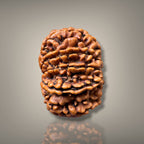 11 MUKHI RUDRAKSHA - PREMIUM