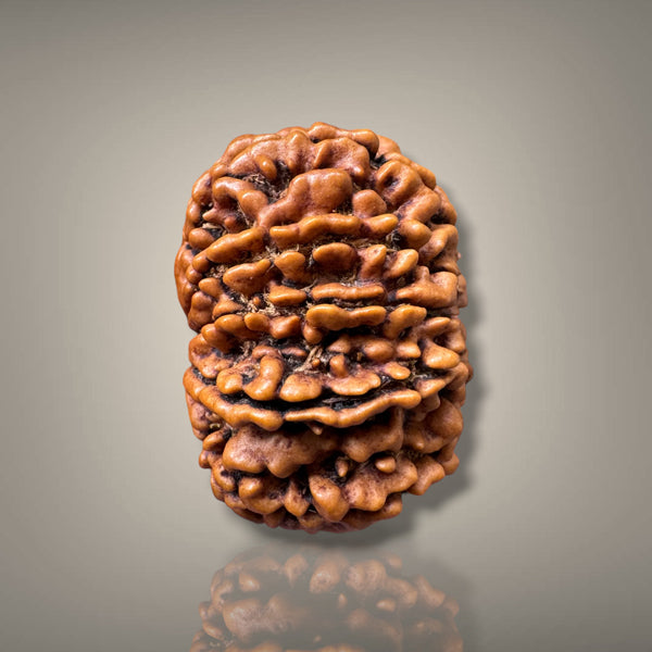 11 MUKHI RUDRAKSHA - PREMIUM