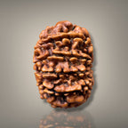 11 MUKHI RUDRAKSHA - PREMIUM