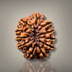11 MUKHI RUDRAKSHA - PREMIUM