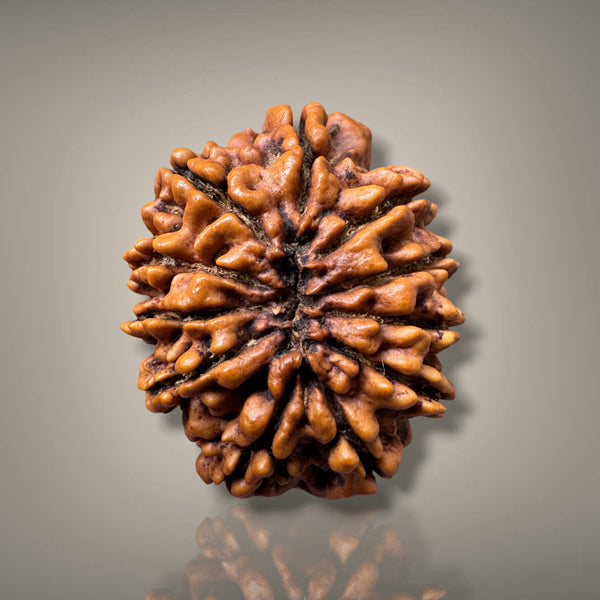 11 MUKHI RUDRAKSHA - PREMIUM