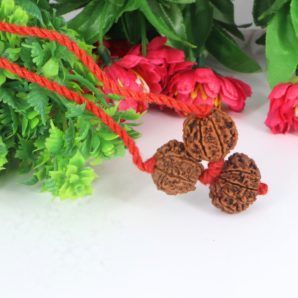 "Premium Business Rudraksha Kavach for Female with two original 7 Mukhi Rudraksha beads and one 9 Mukhi Rudraksha, crafted with spiritual significance and traditional elegance."