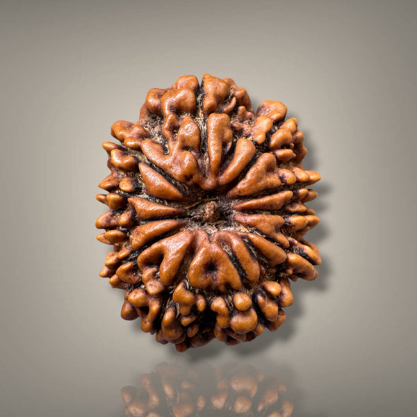 11 MUKHI RUDRAKSHA - PREMIUM