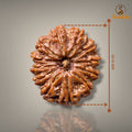 12 MUKHI RUDRAKSHA - PREMIUM