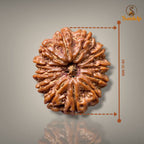 12 MUKHI RUDRAKSHA - PREMIUM
